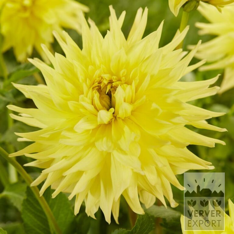 Dahlia Precultivated 'Inland Dynasty' (30033)