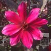 Dahlia Precultivated 'Pride One' (30035)