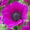Anemone De Caen 'Sylphide' (36020)