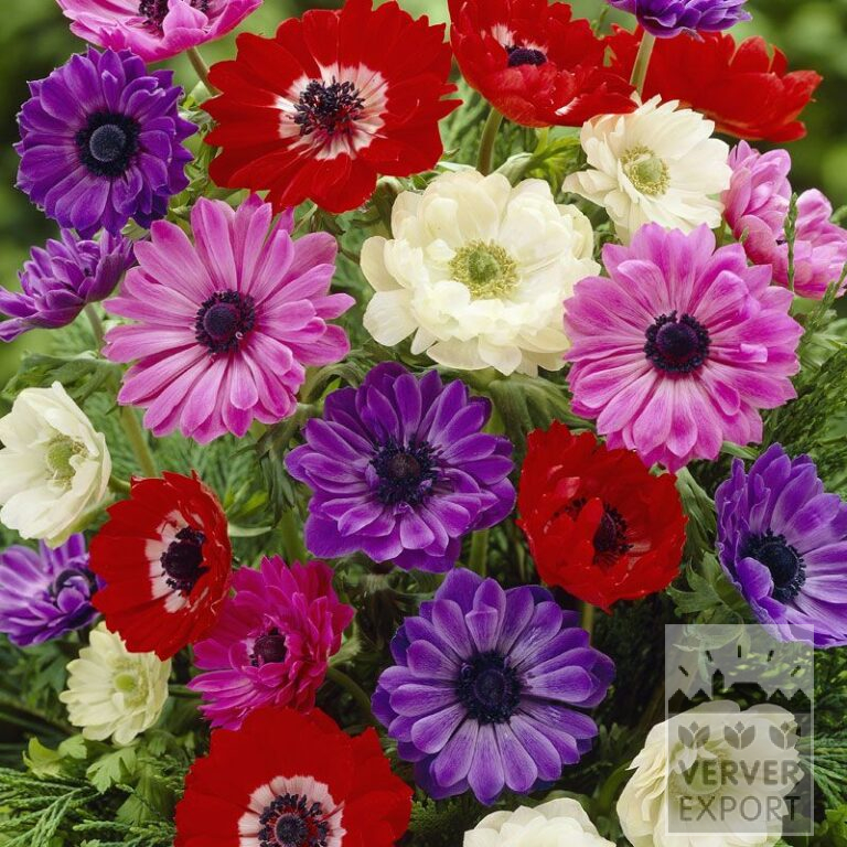 Anemone St. Brigitte mixed (36021)