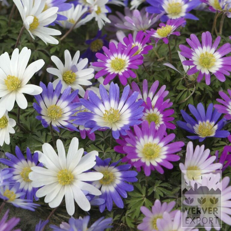 Anemone blanda mixed (36022)