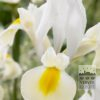 Dutch Iris 'Saturnus' (36067)
