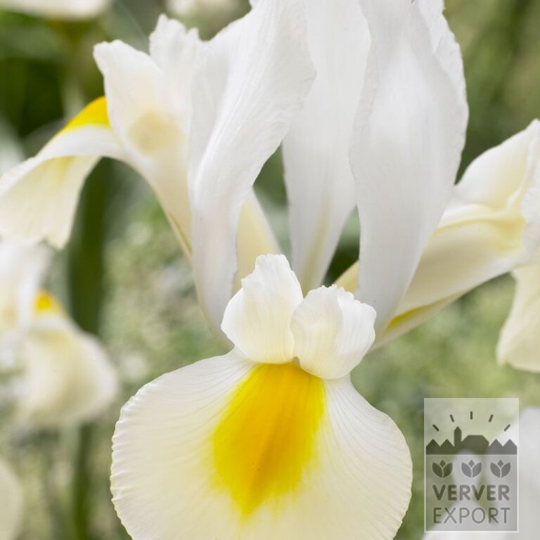 Dutch Iris 'Saturnus' (36067)