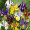 Dutch Iris Mixed (36068)