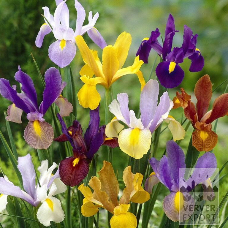 Dutch Iris Mixed (36068)