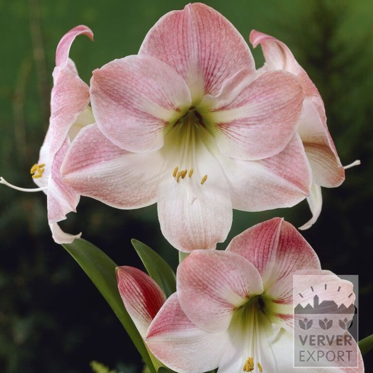 Amaryllis - Indoor 'Apple Blossom' (36110)