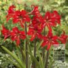 Amaryllis sonatini 'Balentino' (36121)
