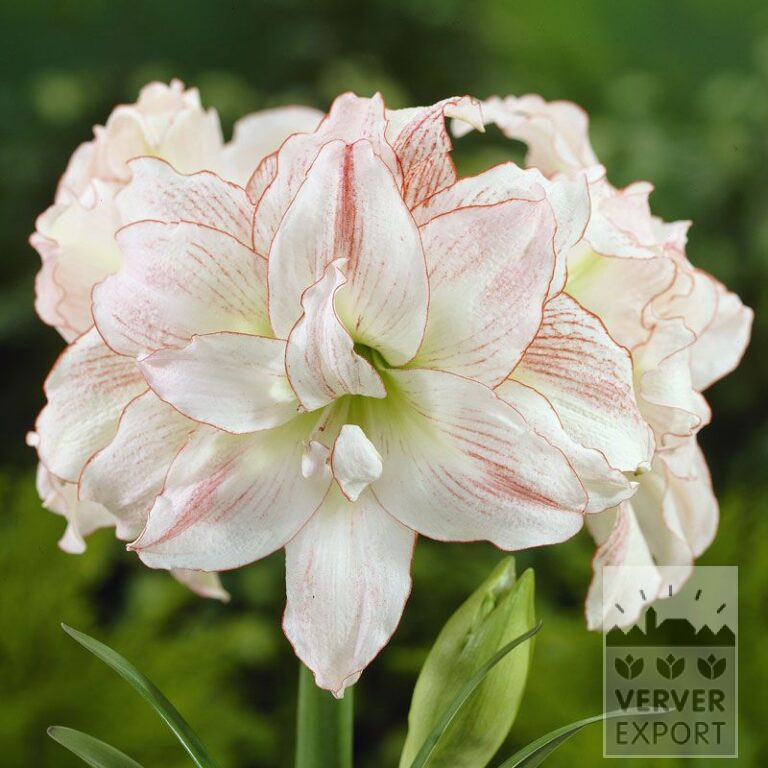 Amaryllis - Indoor double 'Aphrodite' (36131)