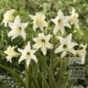 Amaryllis sonatini 'Swan Lake' (36144)