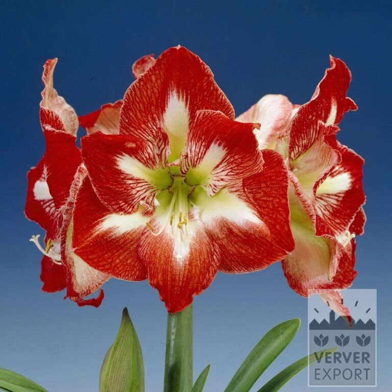 Amaryllis - Indoor 'Minerva' (36146)