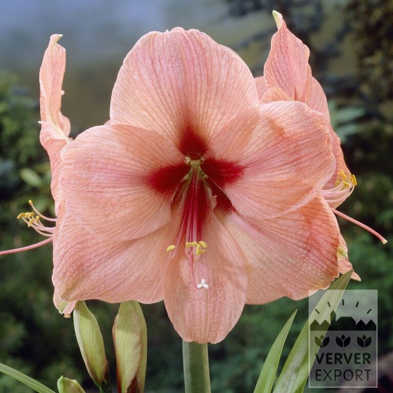 Amaryllis - Indoor 'Rilona' (36147)