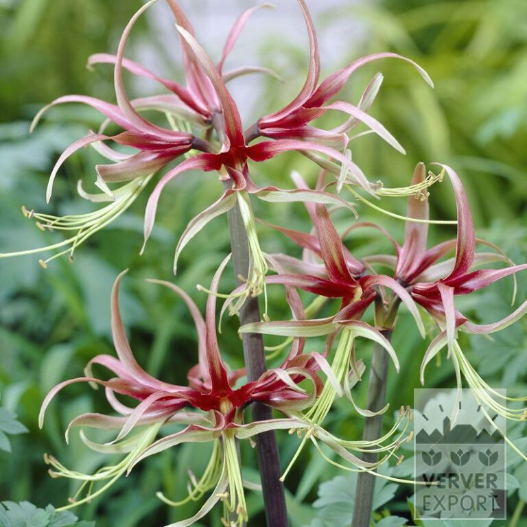 Amaryllis - Indoor 'Chico' (36148)