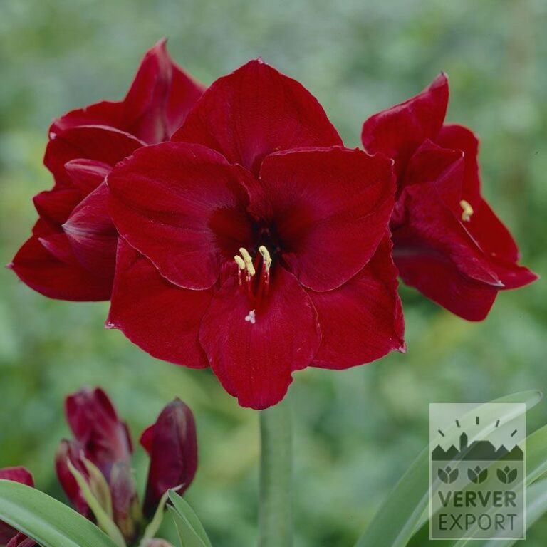Amaryllis - Indoor double 'Benfica' (36149)
