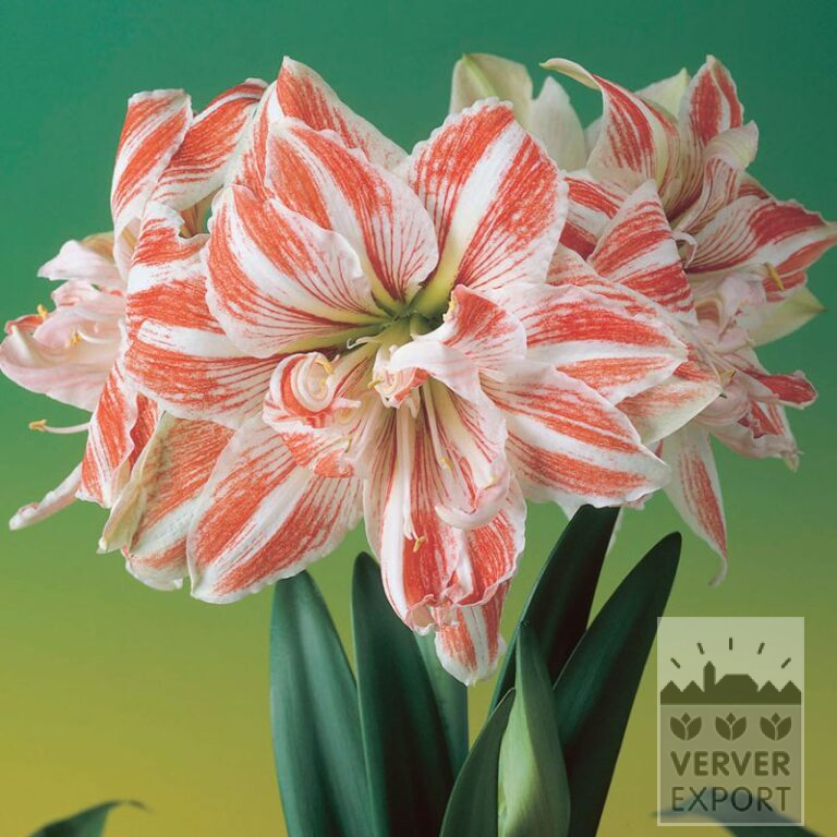 Amaryllis - Indoor double 'Dancing Queen' (36151)