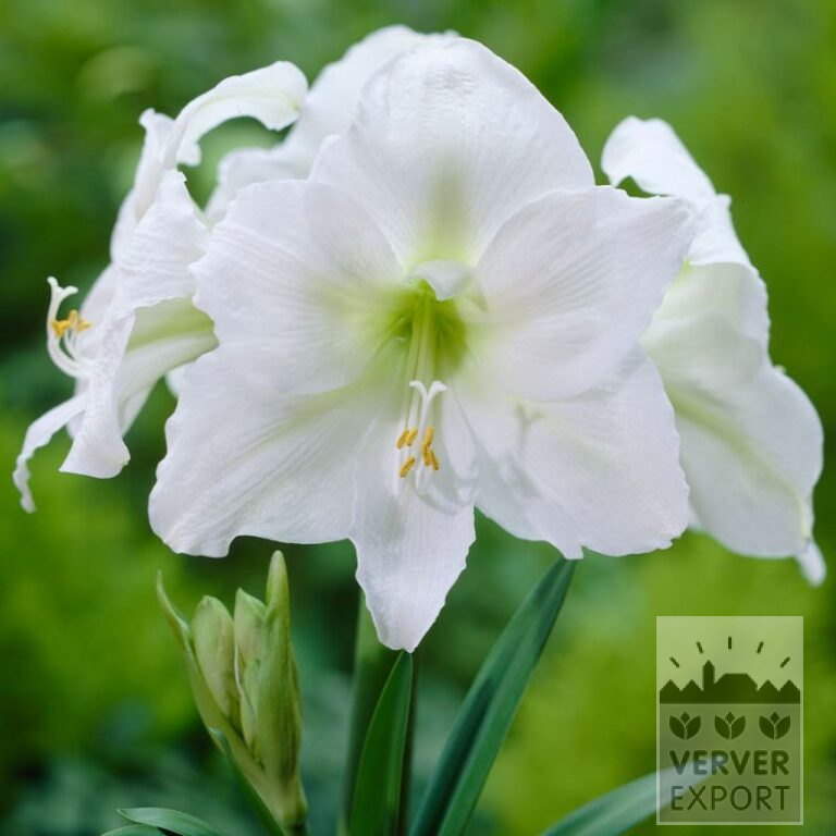 Amaryllis - Indoor 'Mont Blanc' (36165)