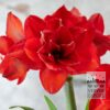 Amaryllis - Indoor double 'Double King' (36167)