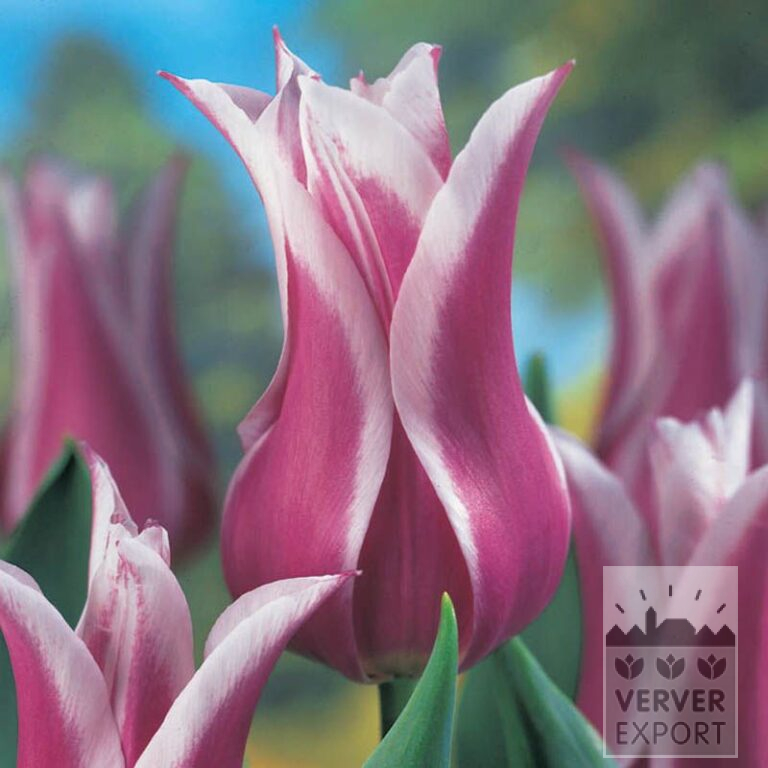 Tulips 'Ballade' (12184) - Image 2