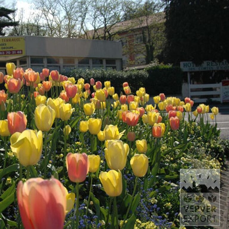 Tulips 'Marit' (12179) - Image 2