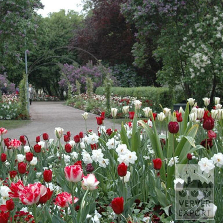 Tulips 'Spring Green' (12288) - Image 2