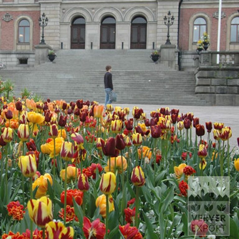 Tulips 'Gold Dust' (12240) - Image 2