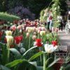 Tulips 'Carnaval de Rio' (12375) - Image 2