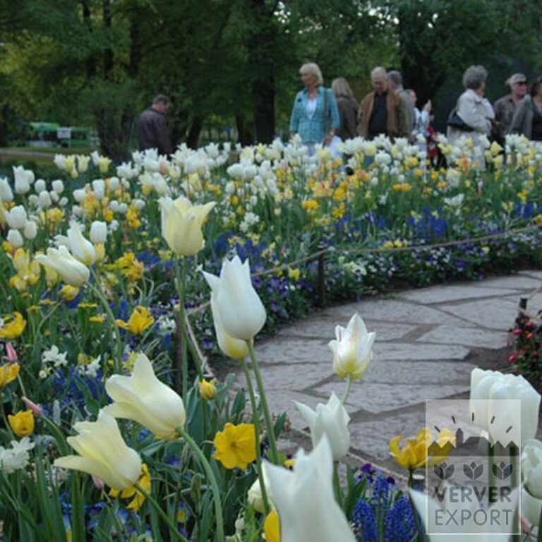 Tulips 'White Triumphator' (12202) - Image 2