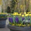 Hyacinths 'Blue Jacket' (13015) - Image 2