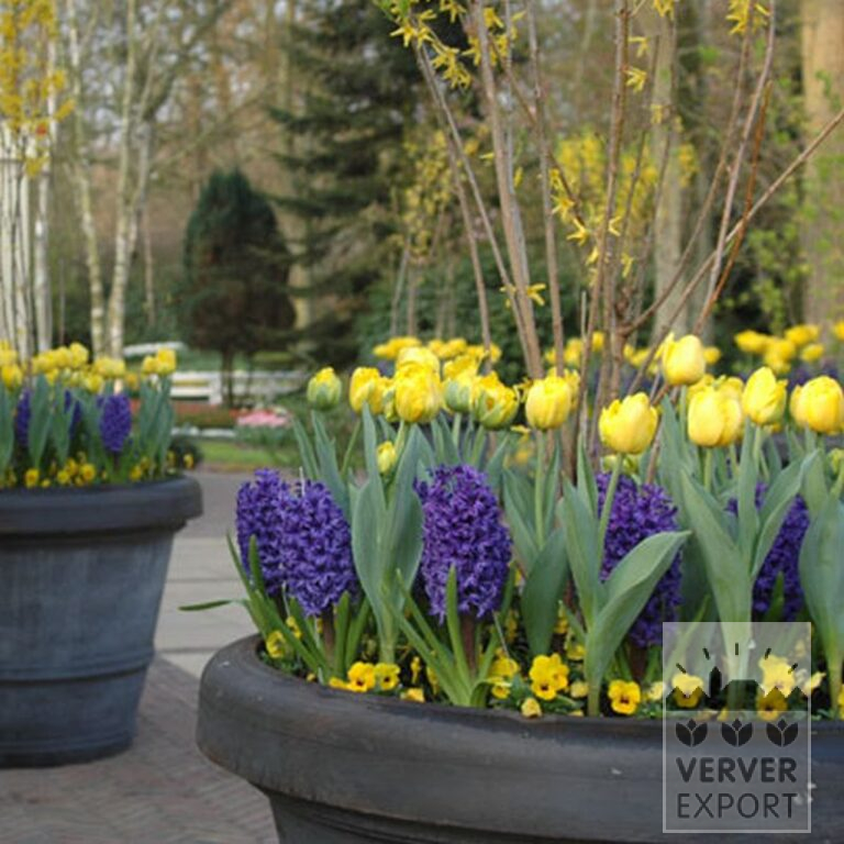 Hyacinths 'Blue Jacket' (13015) - Image 2