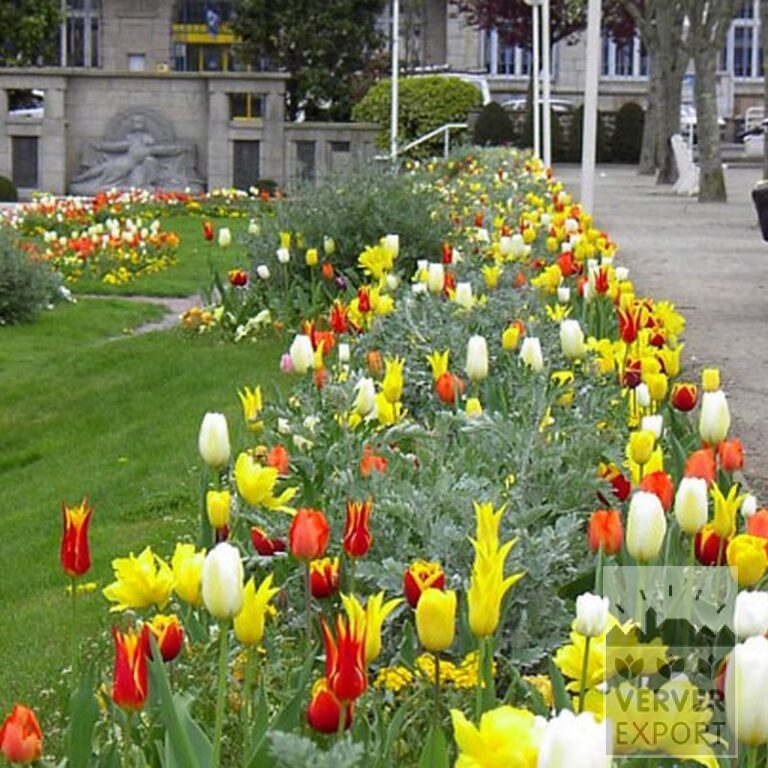 Tulips 'Fly Away' (12188) - Image 2