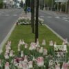 Tulips 'Holland Chic' (12500) - Image 2