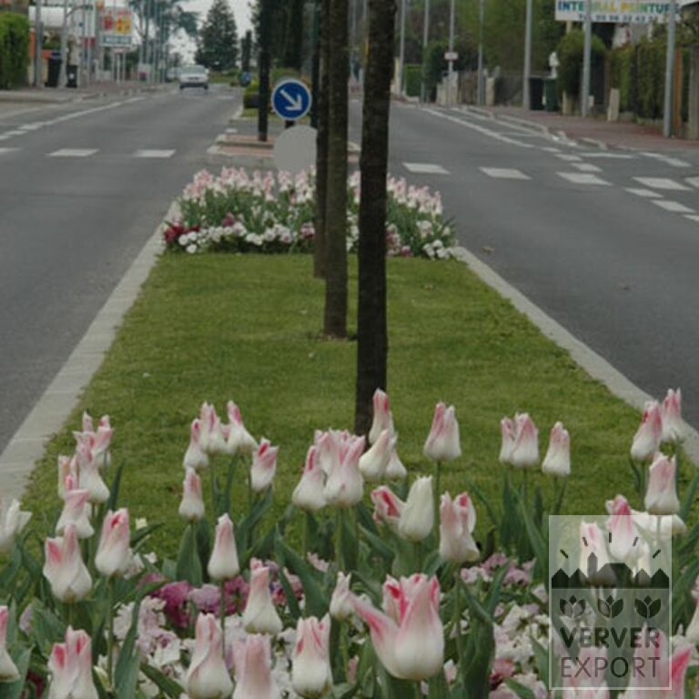 Tulips 'Holland Chic' (12500) - Image 2