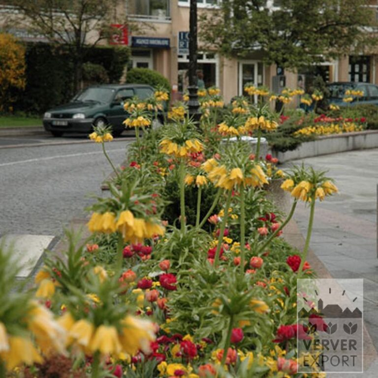 Fritillaria imperialis 'Lutea' (16053) - Image 2