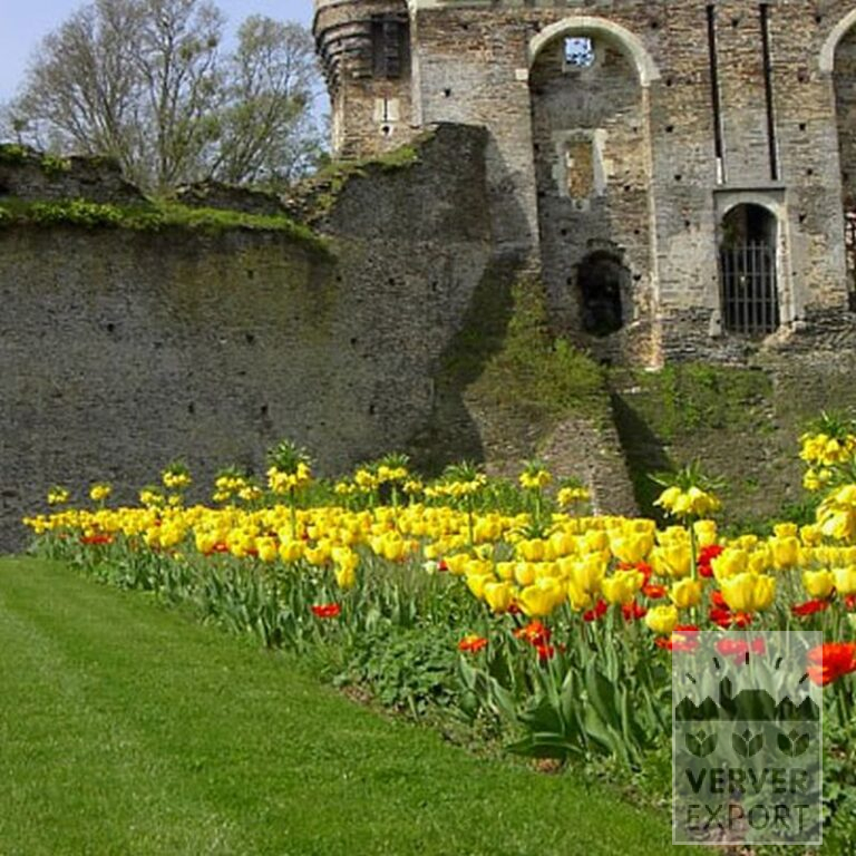 Fritillaria imperialis 'Lutea' (16053) - Image 3
