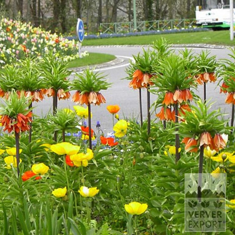 Fritillaria imperialis 'Rubra' (16052) - Image 2