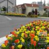 Mixture Verver 'Ville de Malakoff' © (11039) - Image 2