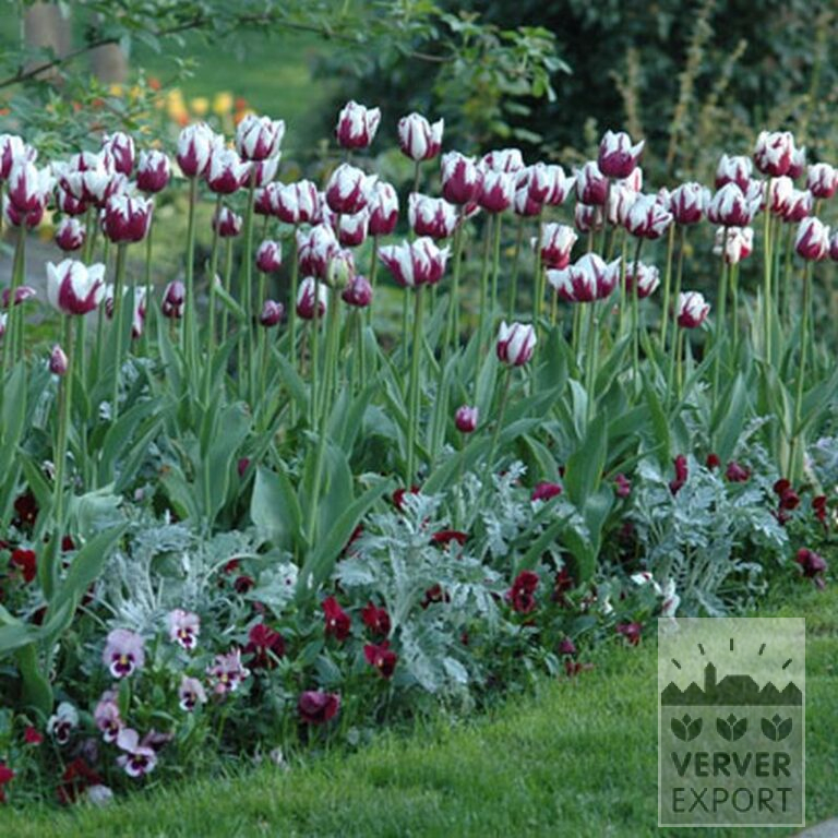 Tulips 'Rem's Favourite' (12379) - Image 2