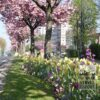 Tulips 'Antoinetta' (12263) - Image 2