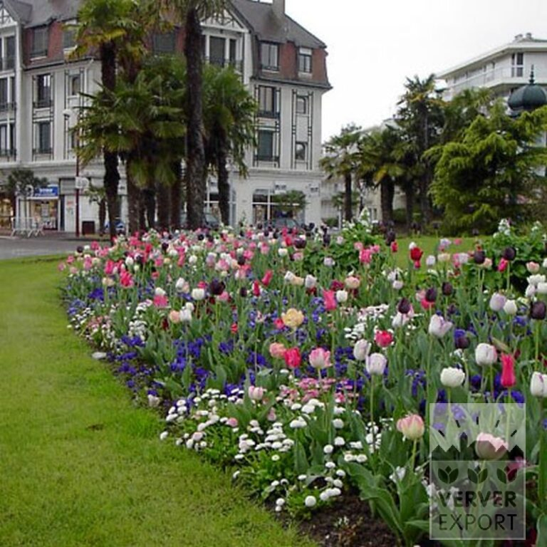 Tulips 'Havran' (12139) - Image 2