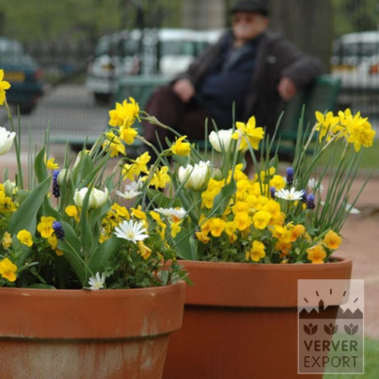 Narcissus 'Double Campernelles' (15070) - Image 2