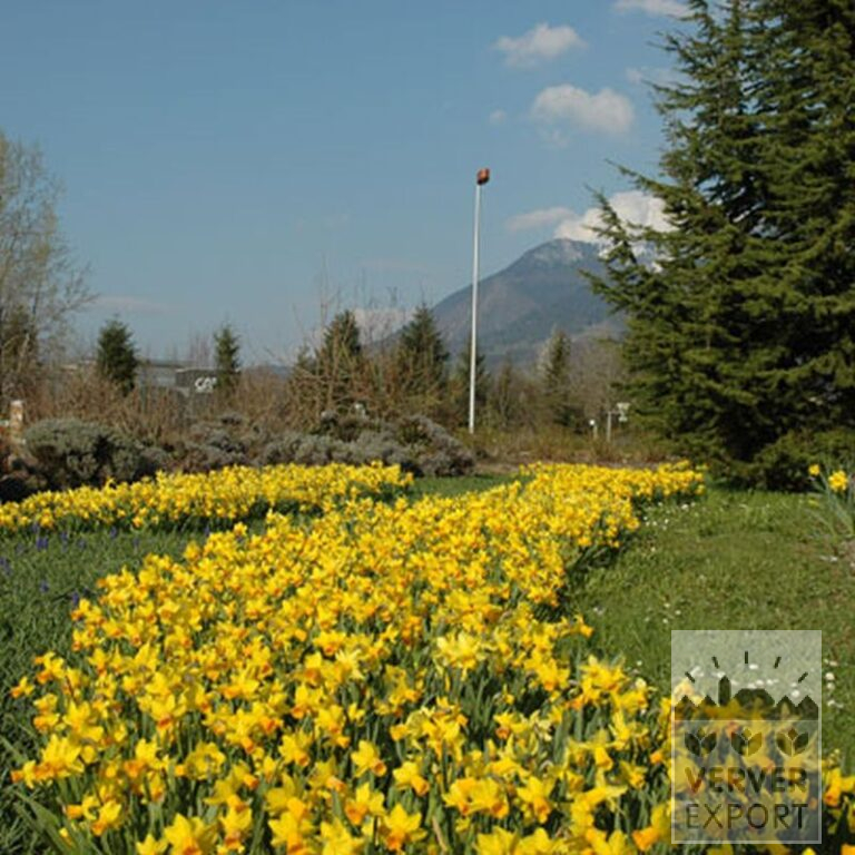 Narcissus 'Fortissimo' (15033) - Image 3