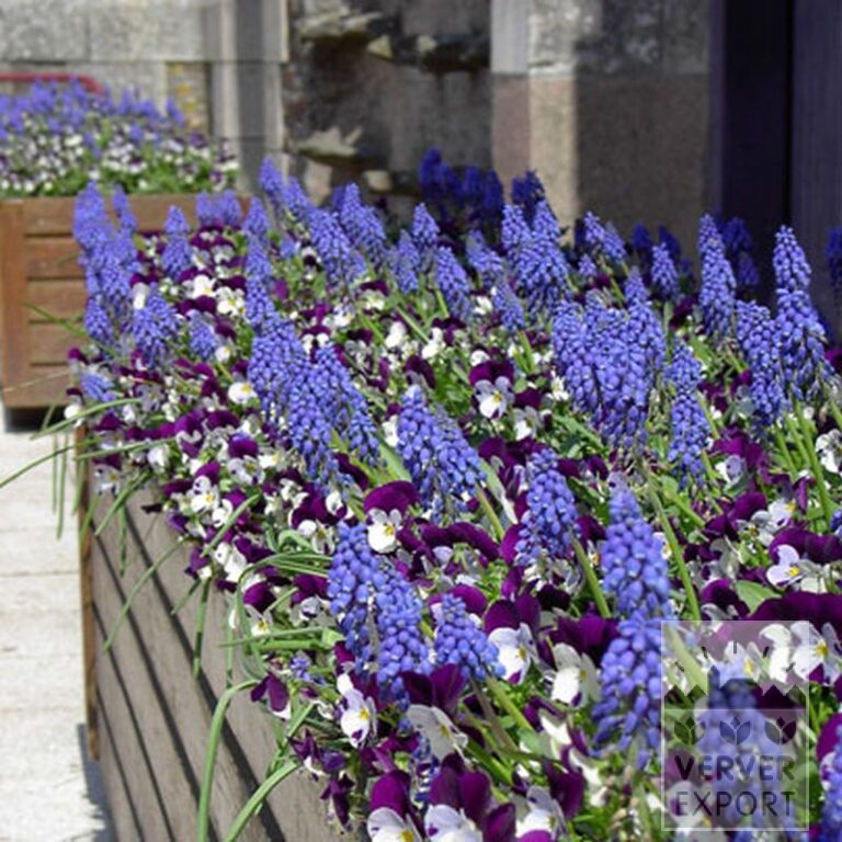 Muscari armeniacum (16079) - Image 3