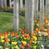 Mixture Verver 'Ville de Malakoff' © (11039) - Image 3