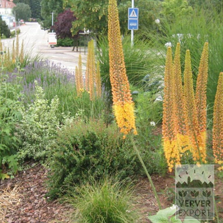 Eremurus ruyter 'Emmy Ro' (16044) - Image 2