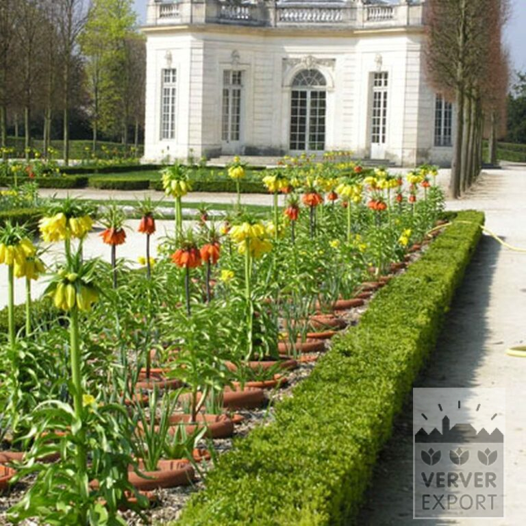 Fritillaria imperialis 'Rubra' (16052) - Image 3