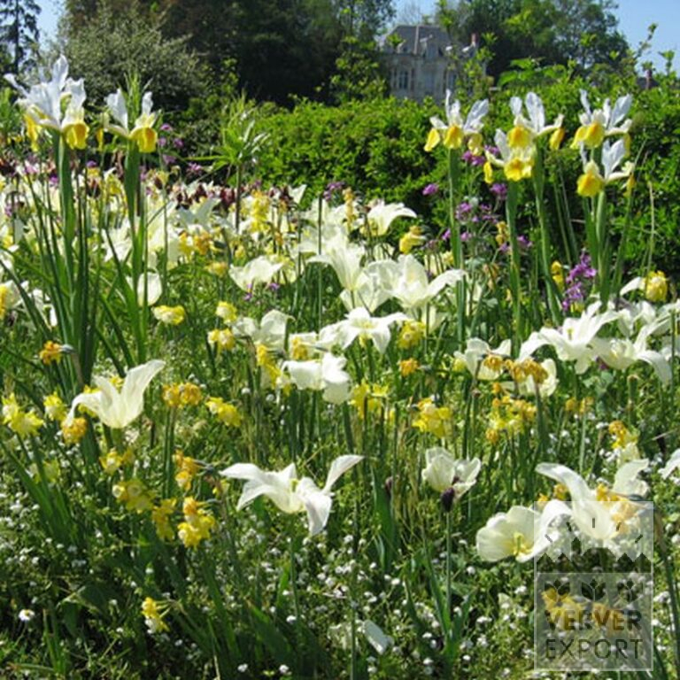 Tulips 'White Triumphator' (12202) - Image 3
