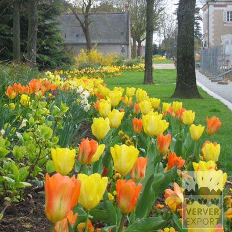 Tulips 'Orange Emperor' (12050) - Image 3