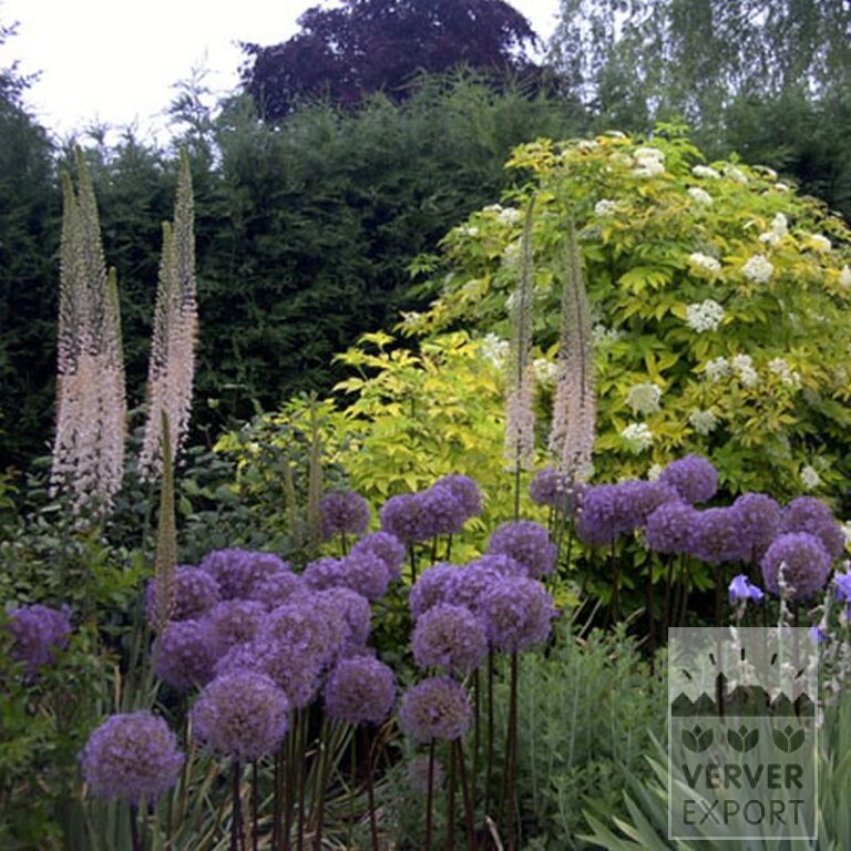 Eremurus ruyter 'Romance' (16047) - Image 2