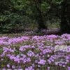 Cyclamen hederifolium (16036) - Image 2