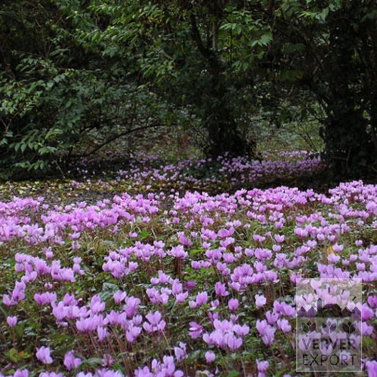 Cyclamen hederifolium (16036) - Image 2
