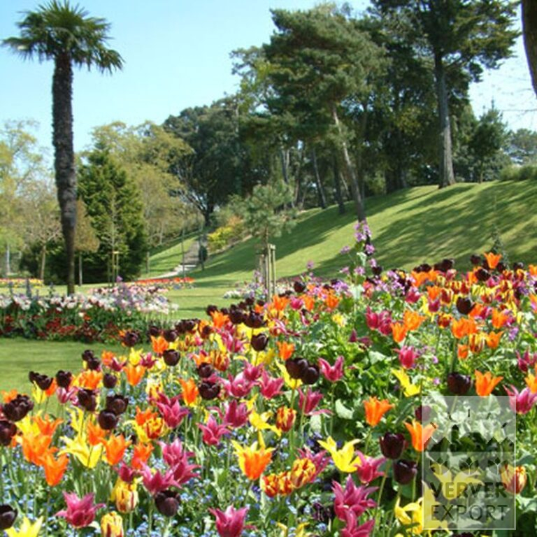 Tulips 'Havran' (12139) - Image 3